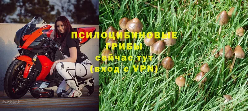 купить закладку  Мосальск  Псилоцибиновые грибы Psilocybine cubensis 